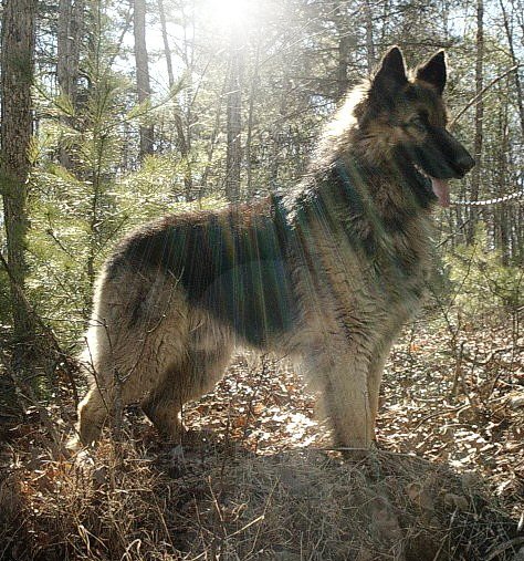 White long coat GSD 130+llbs. pictured at 24mths.