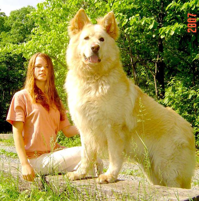 Long Coat White German Shepherds