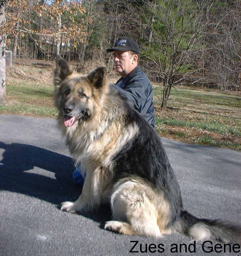 Selah s Large Long Coat Old Fashioned Style Giant German Shepherd Dogs