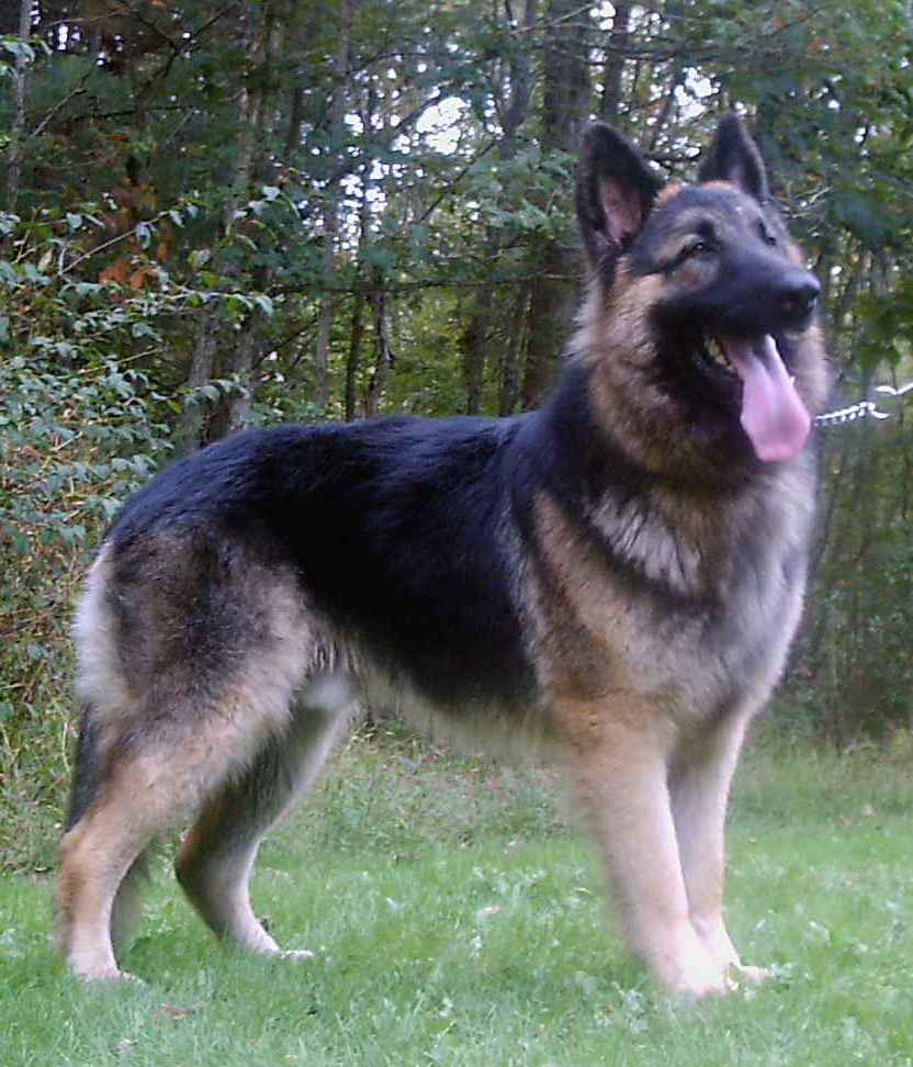 What is the largest German shepherd?