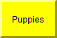 Puppies sired by Deacon for sale