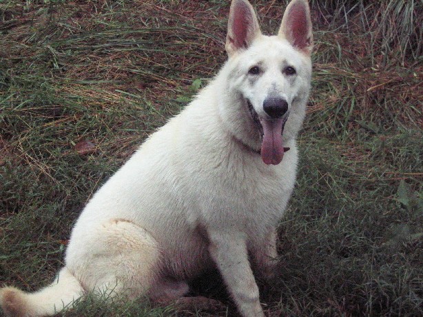 Short Haired German Shepherd Puppies. short coat german shepherd dog