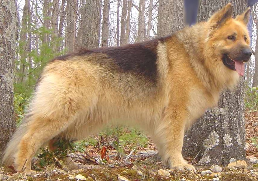 gentle giants german shepherds