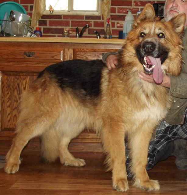 large german shepherd dog